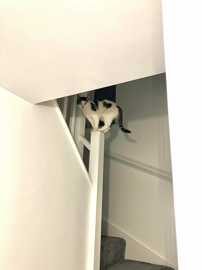 38 fotos engraçadas de gatos com defeito 28