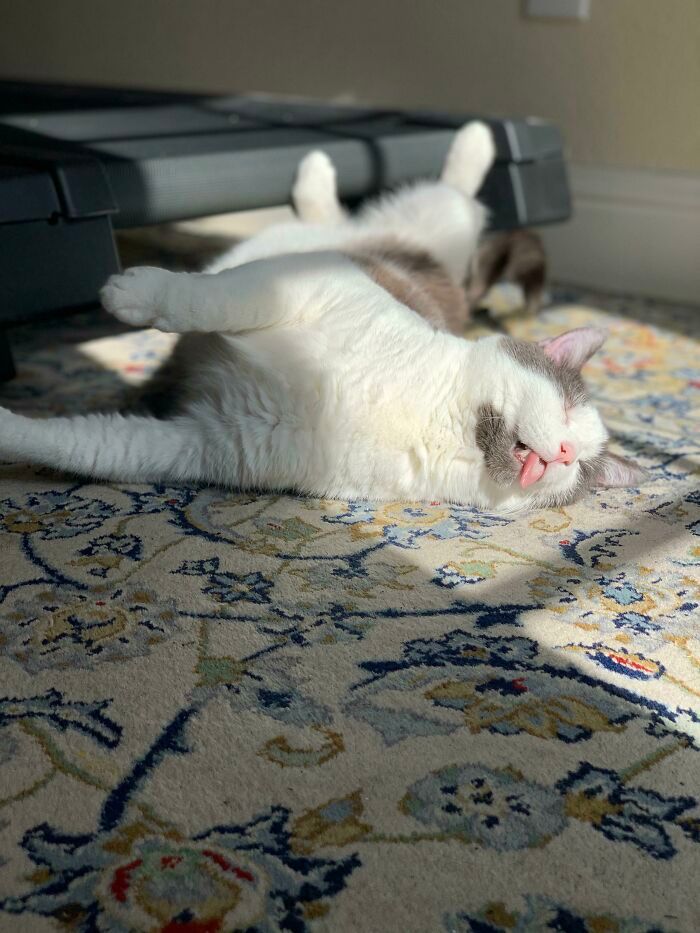 38 fotos engraçadas de gatos com defeito 30