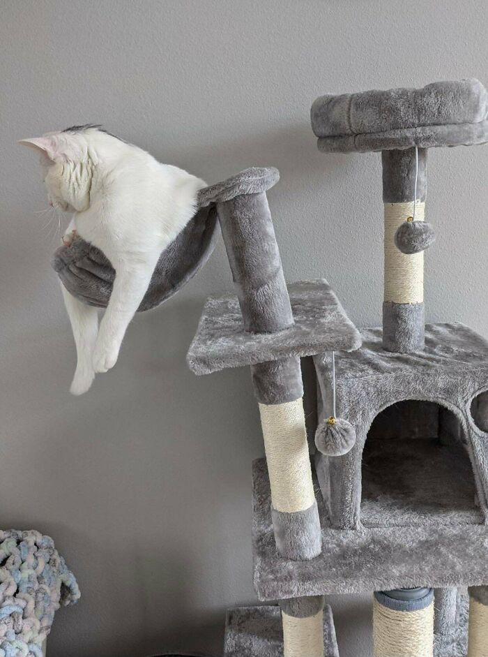 38 fotos engraçadas de gatos com defeito 31