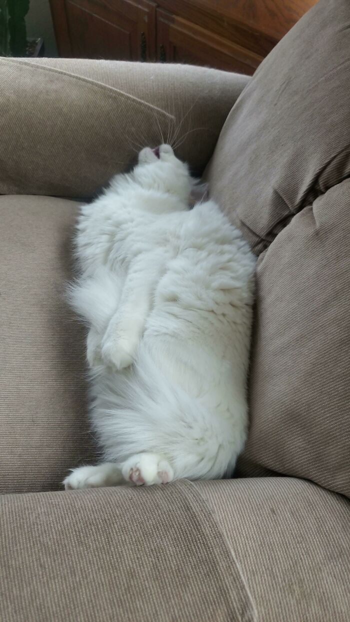 38 fotos engraçadas de gatos com defeito 32