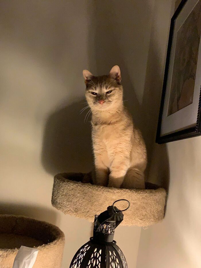 38 fotos engraçadas de gatos com defeito 34