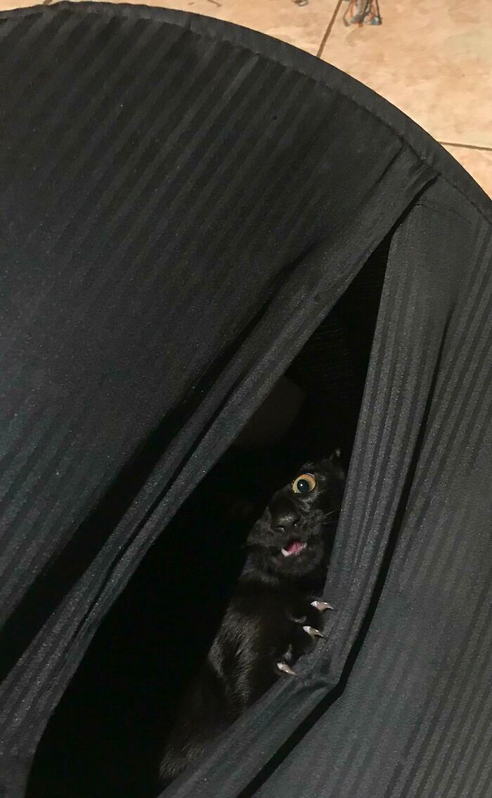 38 fotos engraçadas de gatos com defeito 36