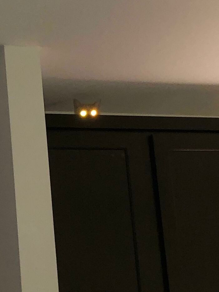 38 fotos engraçadas de gatos com defeito 37