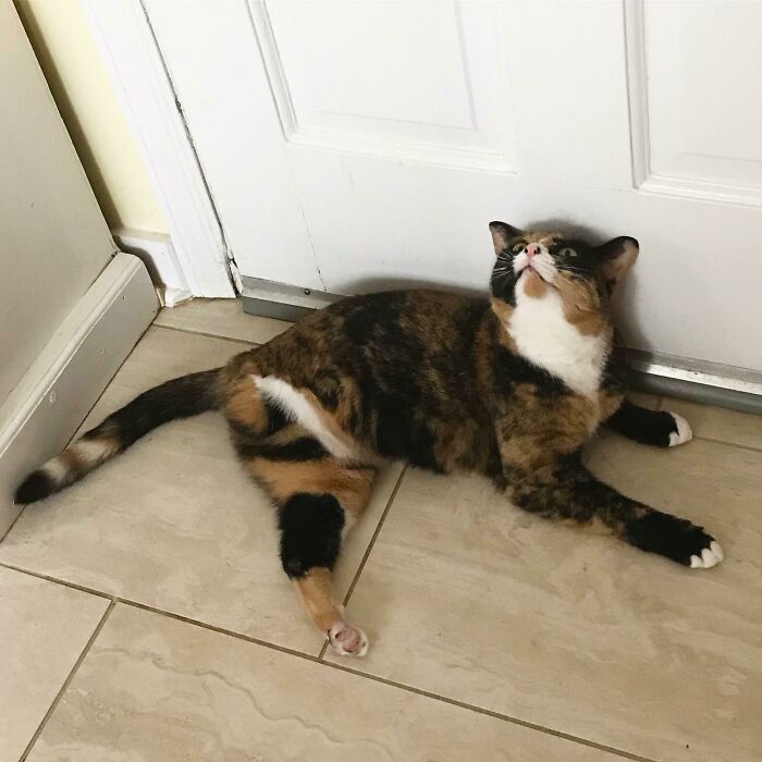 38 fotos engraçadas de gatos com defeito 38