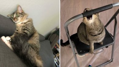 38 fotos engraçadas de gatos com defeito 9