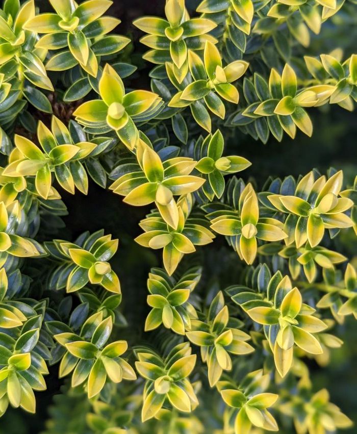 19 fotos que podem alegrar o seu perfeccionista interior 6