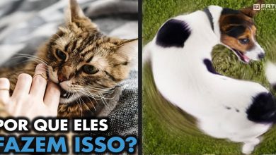 Por que seus bichinhos fazem essas coisas? 5