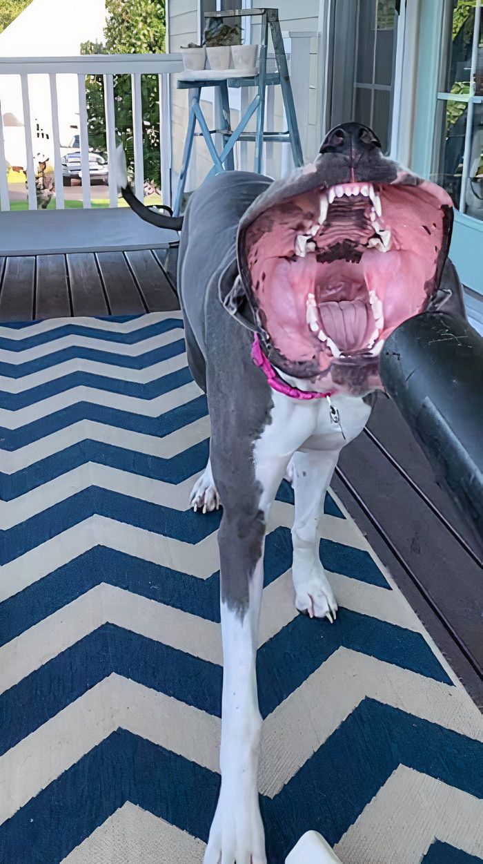 34 vezes que os animais de estimação quase causaram um ataque cardíaco a seus donos 4