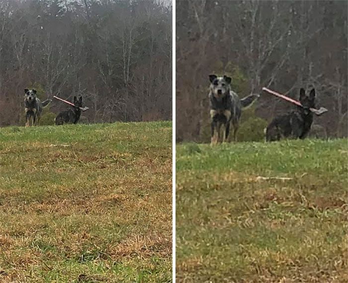 34 vezes que os animais de estimação quase causaram um ataque cardíaco a seus donos 5