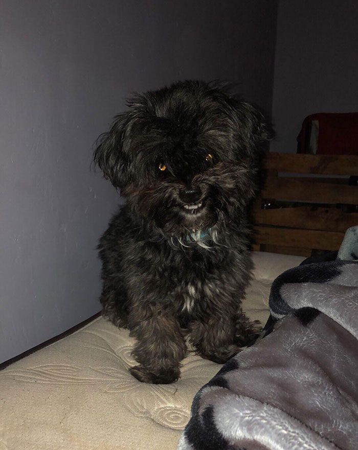 34 vezes que os animais de estimação quase causaram um ataque cardíaco a seus donos 12