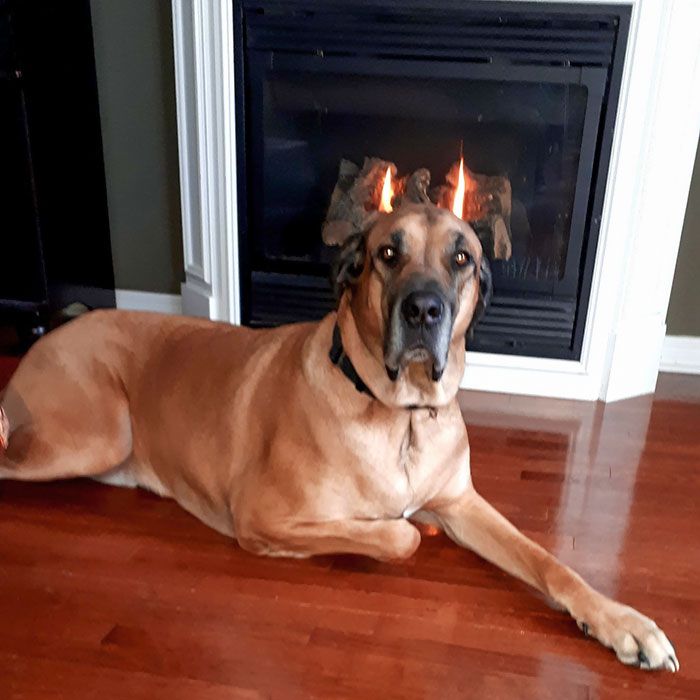 34 vezes que os animais de estimação quase causaram um ataque cardíaco a seus donos 13