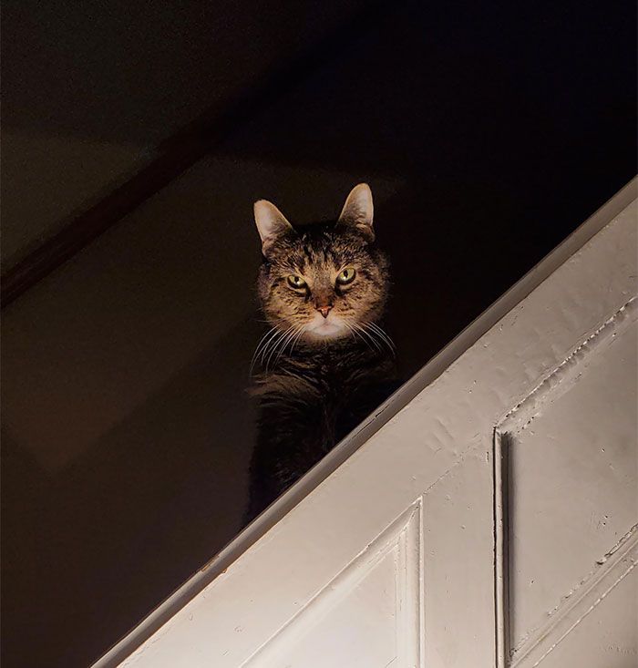 34 vezes que os animais de estimação quase causaram um ataque cardíaco a seus donos 14