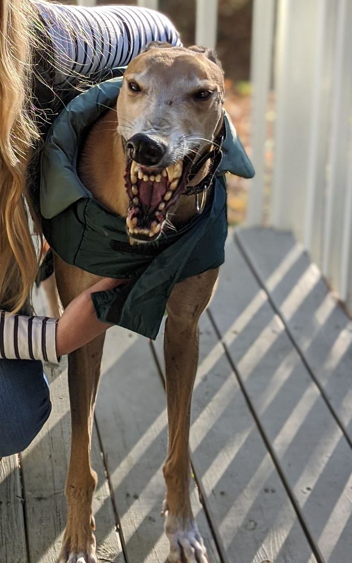 34 vezes que os animais de estimação quase causaram um ataque cardíaco a seus donos 20