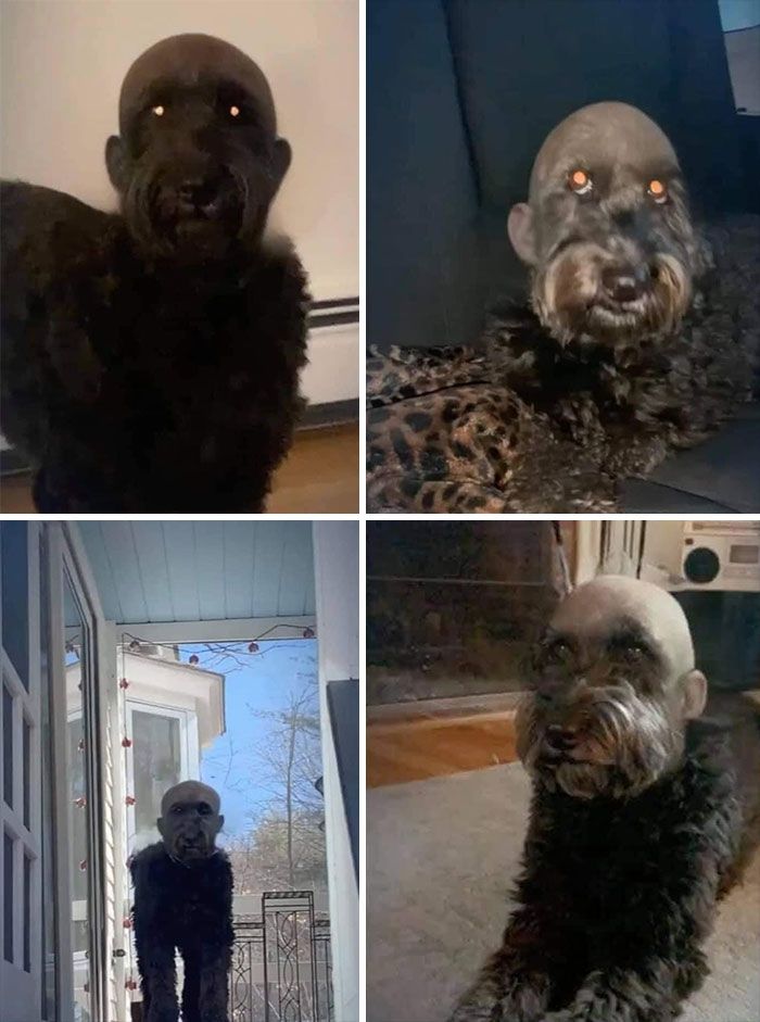 34 vezes que os animais de estimação quase causaram um ataque cardíaco a seus donos 21