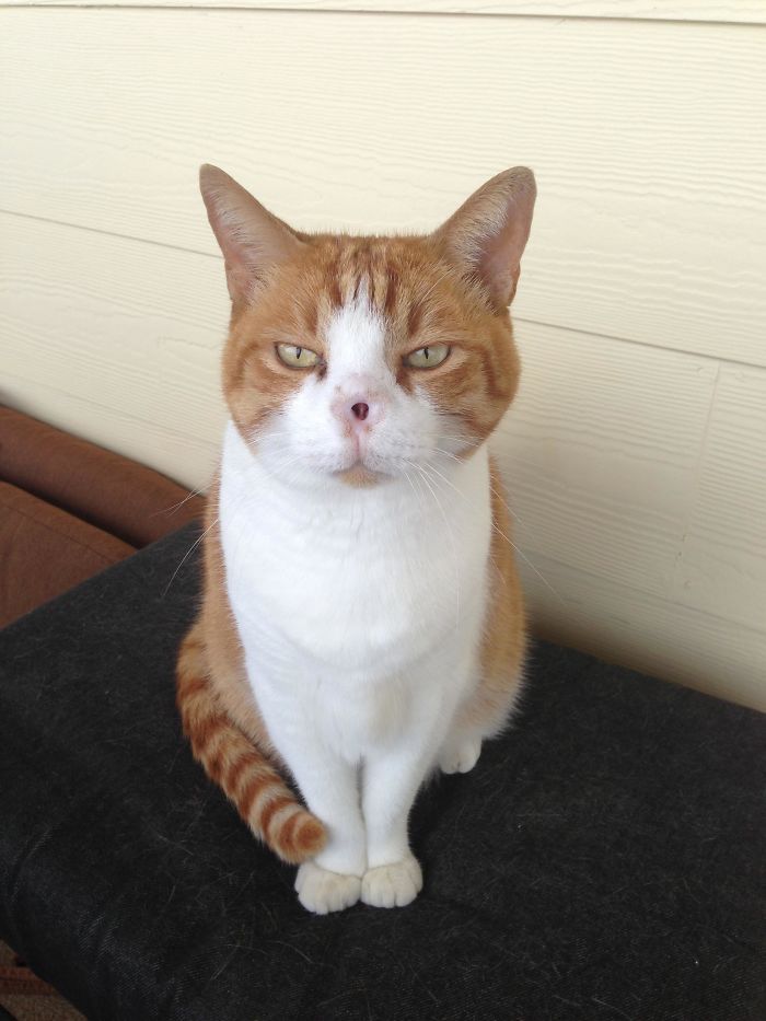 34 vezes que os animais de estimação quase causaram um ataque cardíaco a seus donos 30