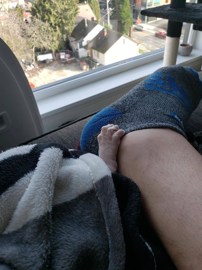 34 vezes que os animais de estimação quase causaram um ataque cardíaco a seus donos 31