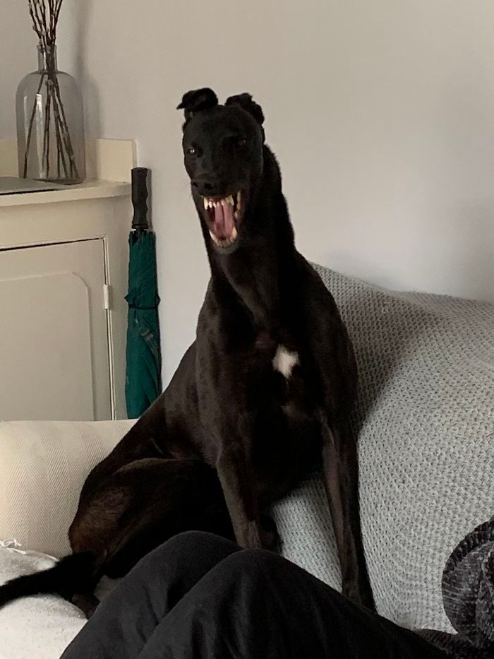 34 vezes que os animais de estimação quase causaram um ataque cardíaco a seus donos 32