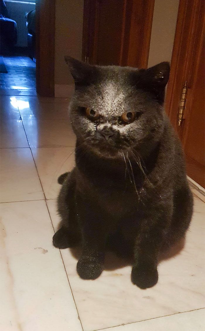 34 vezes que os animais de estimação quase causaram um ataque cardíaco a seus donos 34