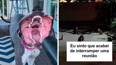 34 vezes que os animais de estimação quase causaram um ataque cardíaco a seus donos 7