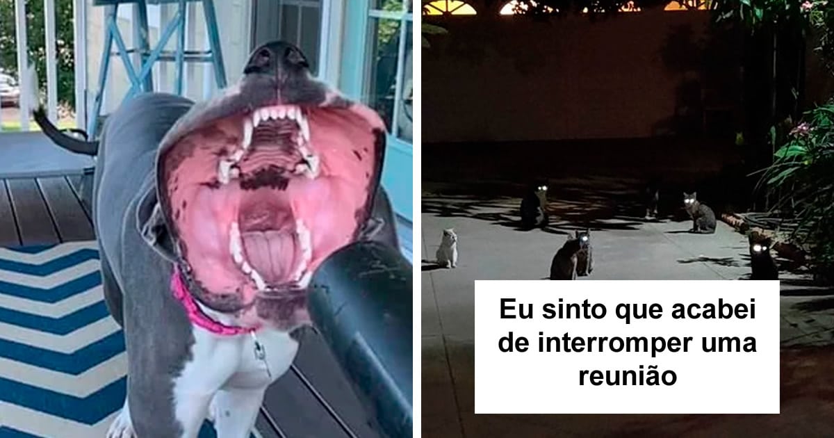 34 vezes que os animais de estimação quase causaram um ataque cardíaco a seus donos