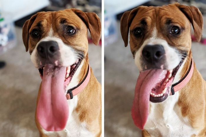 21 animais com características ou comportamentos que vai deixar você de boca aberta 1