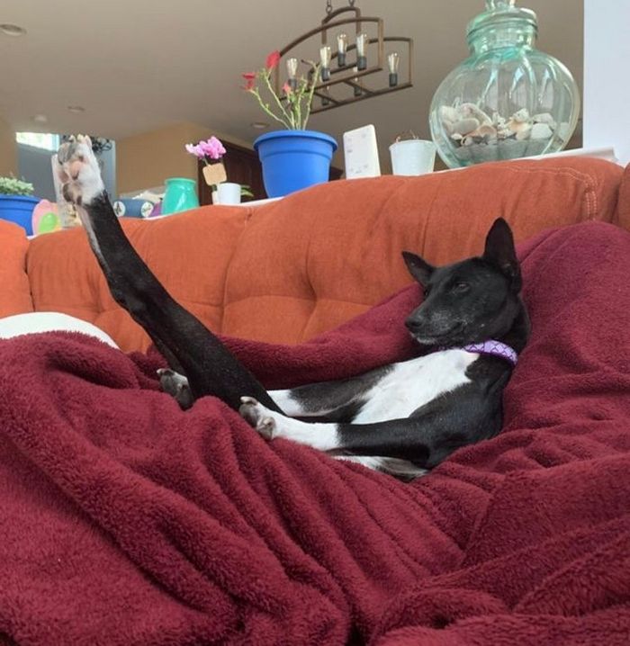 21 animais com características ou comportamentos que vai deixar você de boca aberta 2