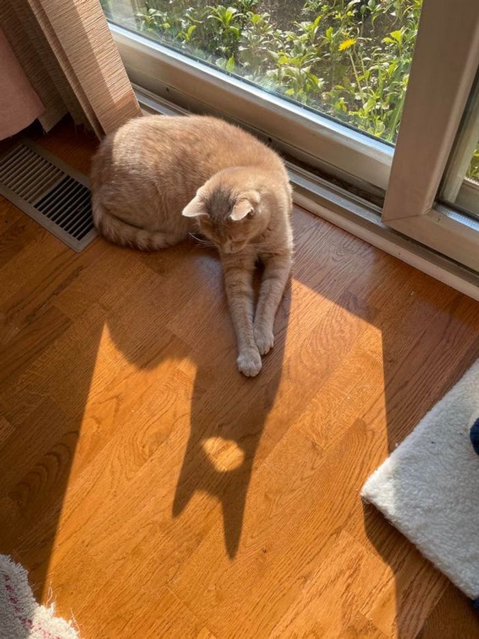 21 animais com características ou comportamentos que vai deixar você de boca aberta 3