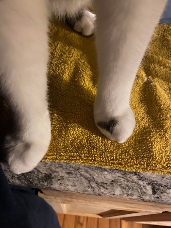 21 animais com características ou comportamentos que vai deixar você de boca aberta 4