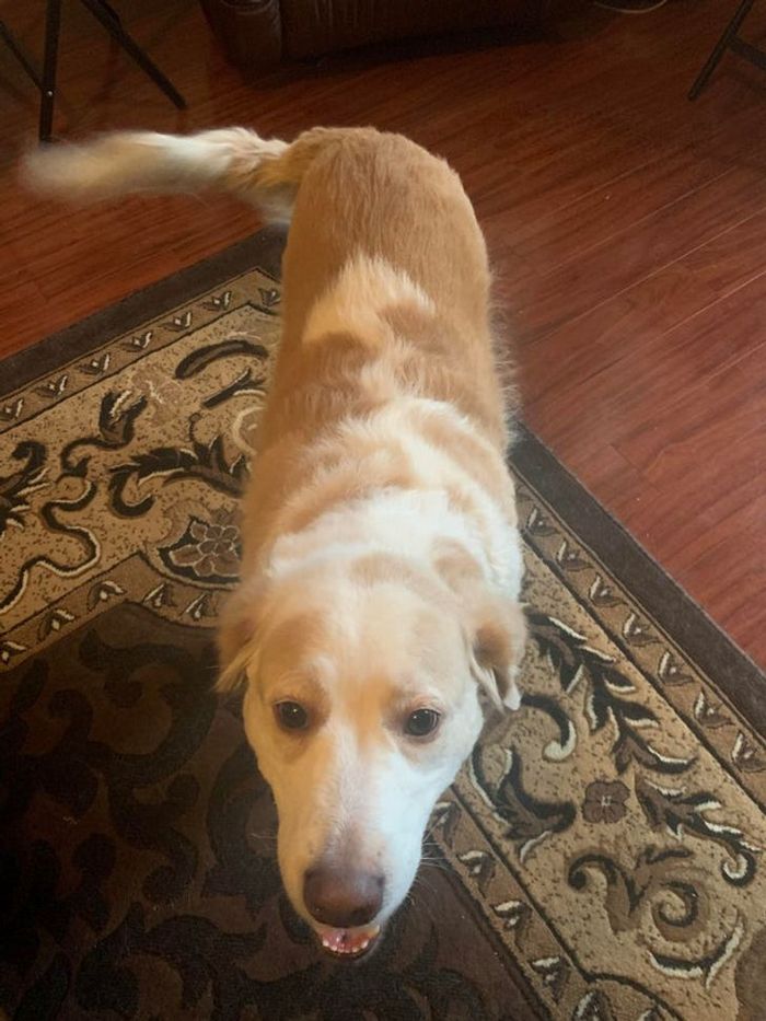 21 animais com características ou comportamentos que vai deixar você de boca aberta 5