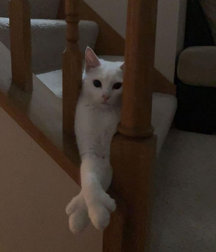 21 animais com características ou comportamentos que vai deixar você de boca aberta 6