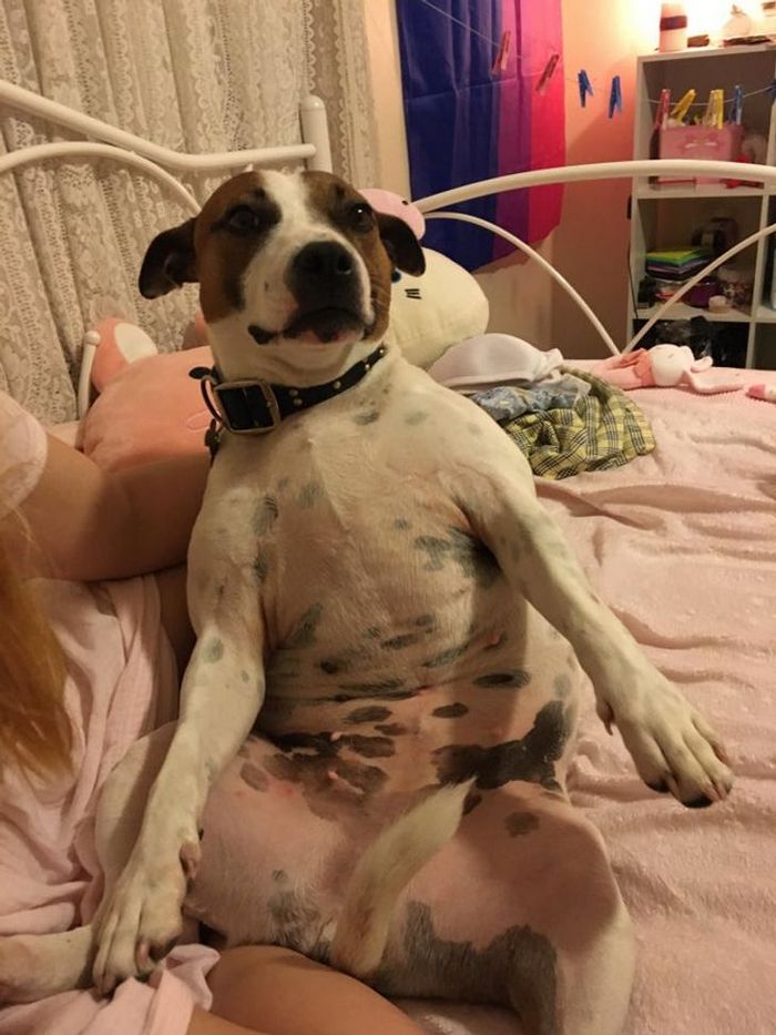 21 animais com características ou comportamentos que vai deixar você de boca aberta 7