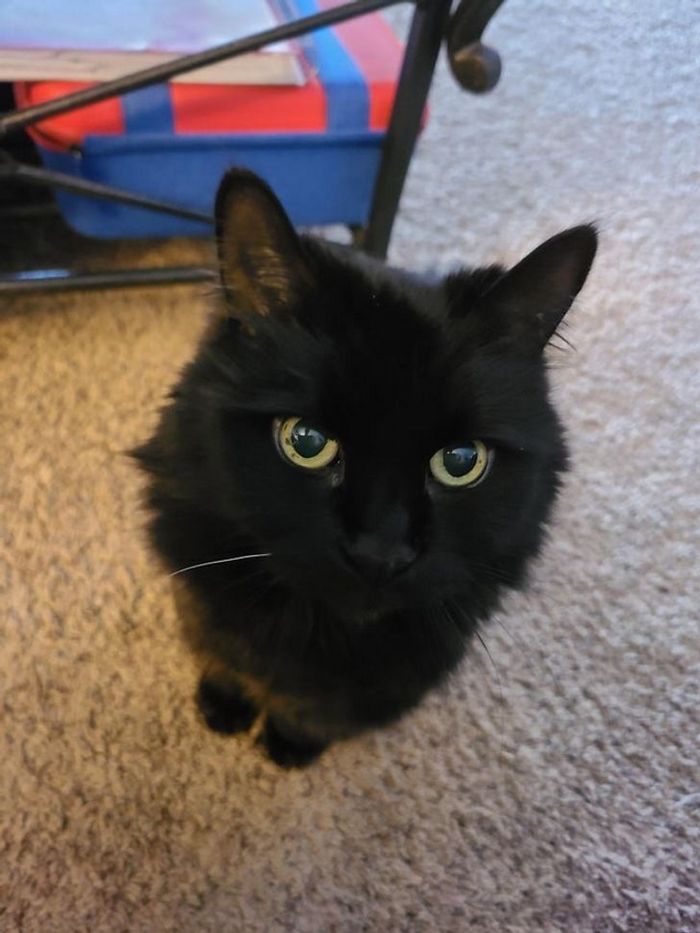 21 animais com características ou comportamentos que vai deixar você de boca aberta 8