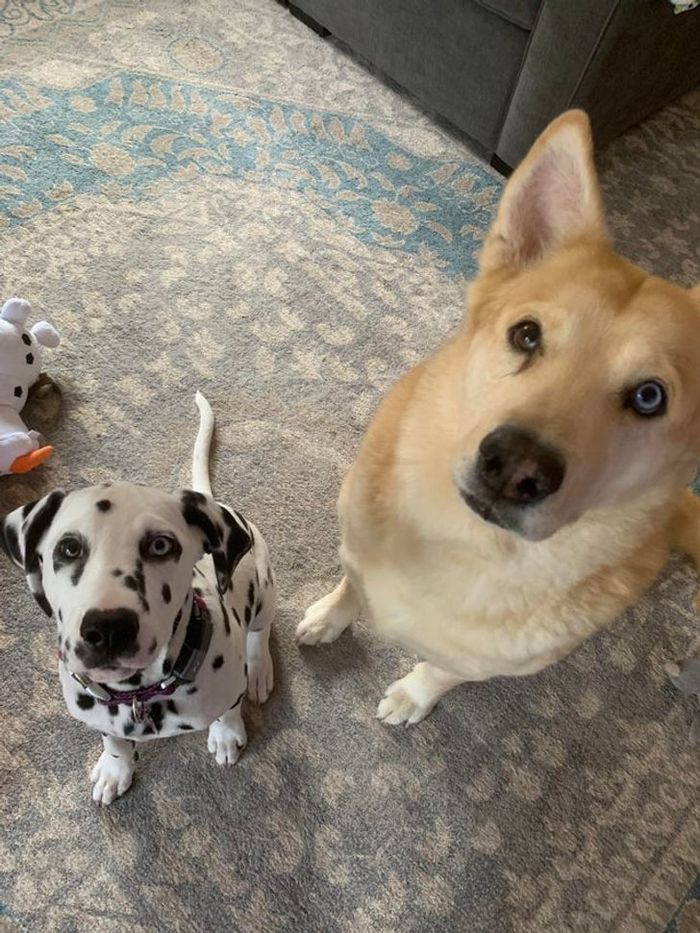 21 animais com características ou comportamentos que vai deixar você de boca aberta 9