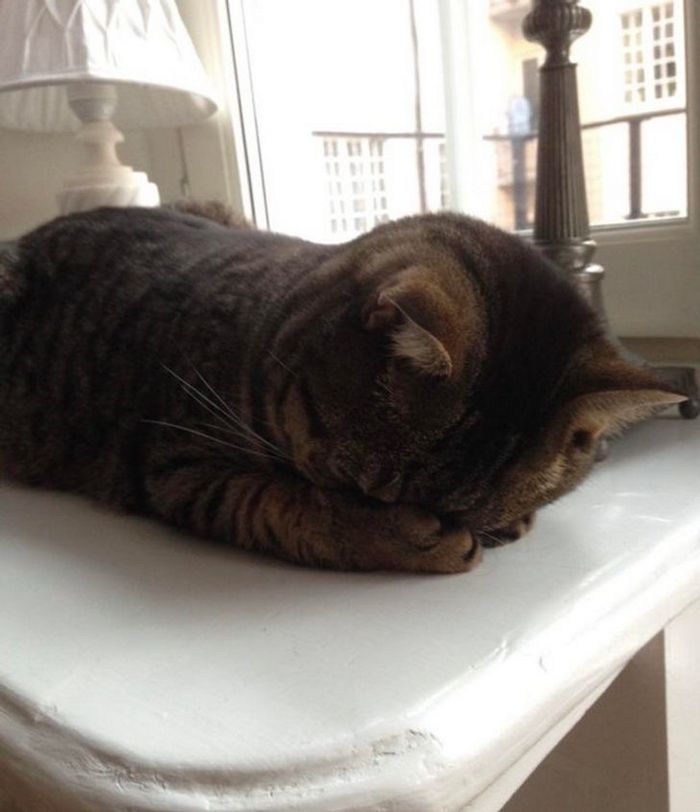 21 animais com características ou comportamentos que vai deixar você de boca aberta 10