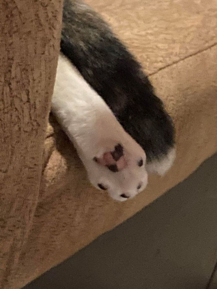 21 animais com características ou comportamentos que vai deixar você de boca aberta 12