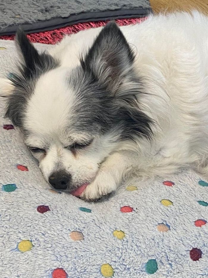 21 animais com características ou comportamentos que vai deixar você de boca aberta 13