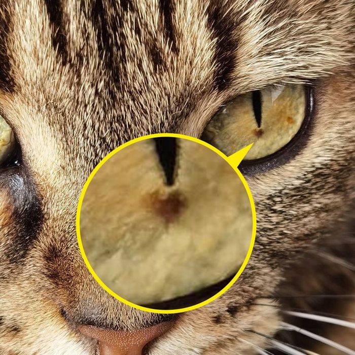 21 animais com características ou comportamentos que vai deixar você de boca aberta 14