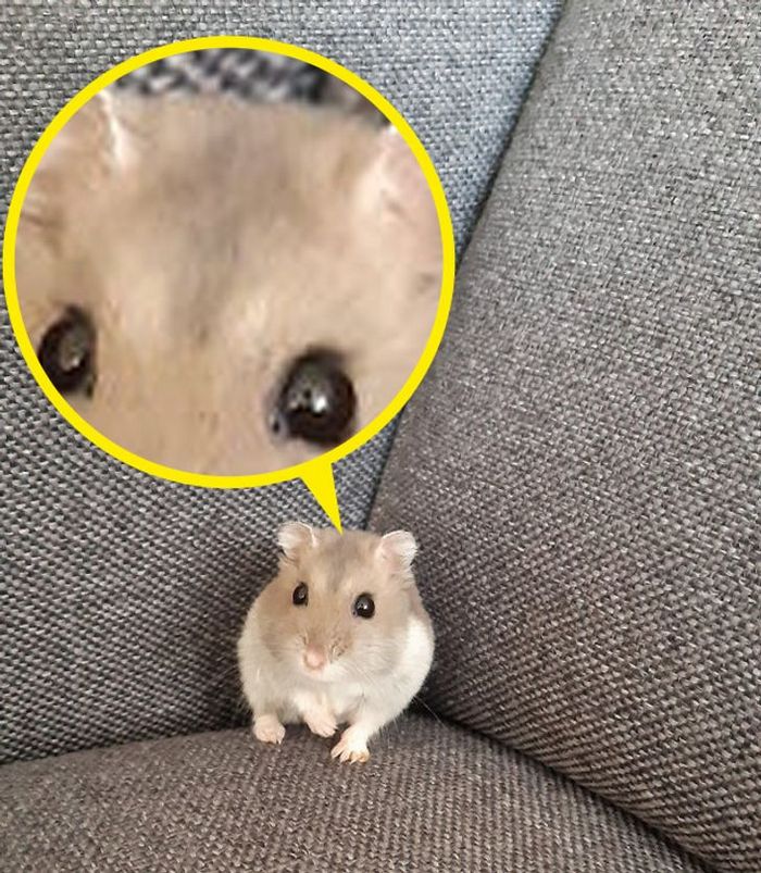 21 animais com características ou comportamentos que vai deixar você de boca aberta 15