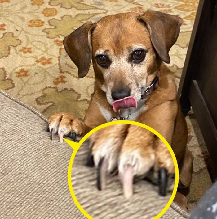 21 animais com características ou comportamentos que vai deixar você de boca aberta 16