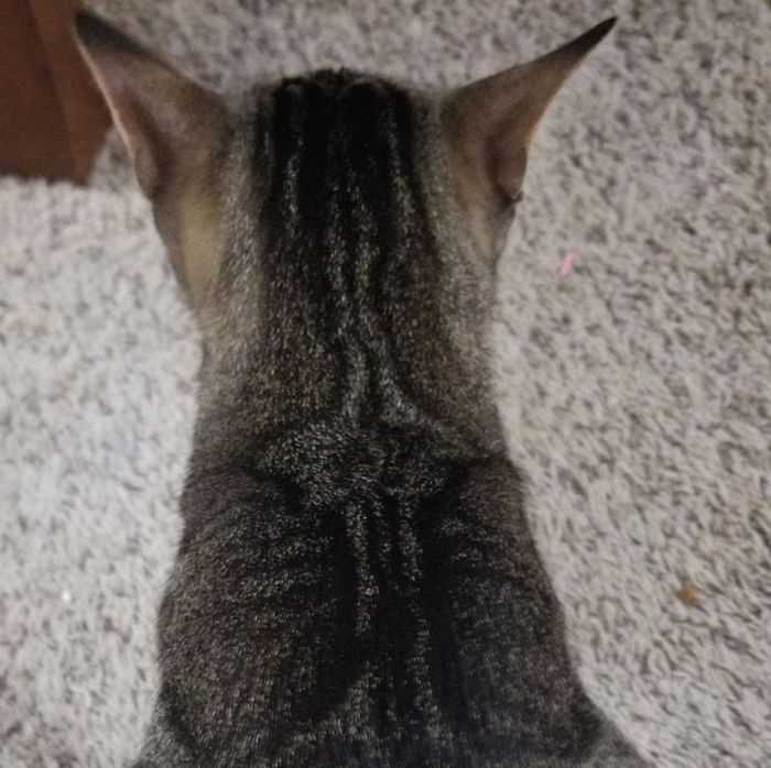 21 animais com características ou comportamentos que vai deixar você de boca aberta 17