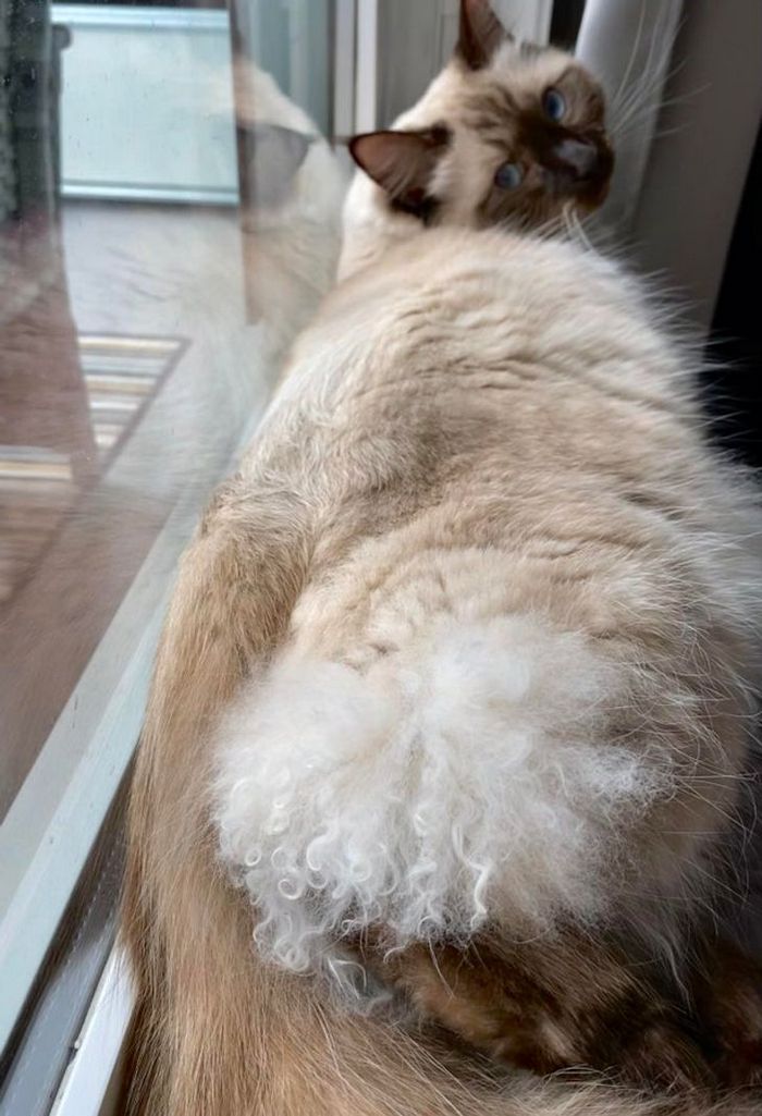 21 animais com características ou comportamentos que vai deixar você de boca aberta 18