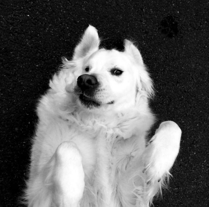 21 animais com características ou comportamentos que vai deixar você de boca aberta 20