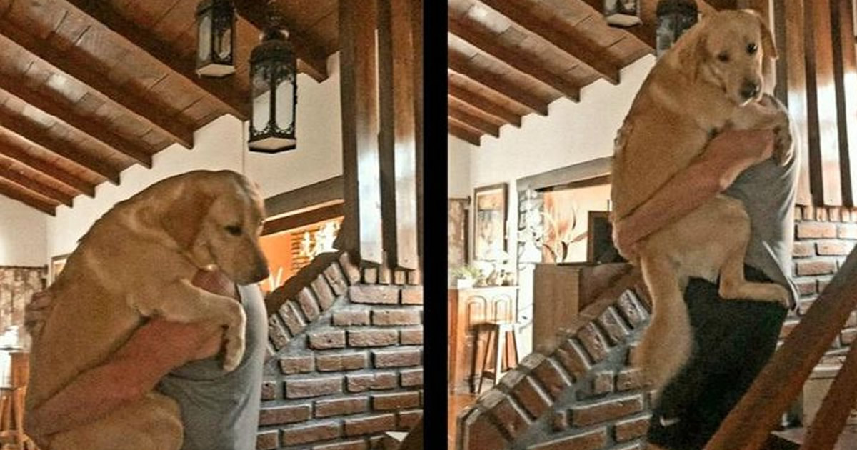 20 animais parecem crianças inocentes