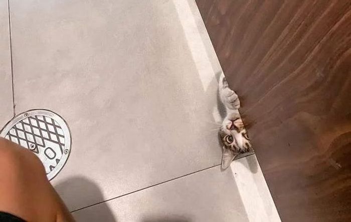 25 bichinhos fofos que simplesmente não conseguem viver sem seus humanos 1