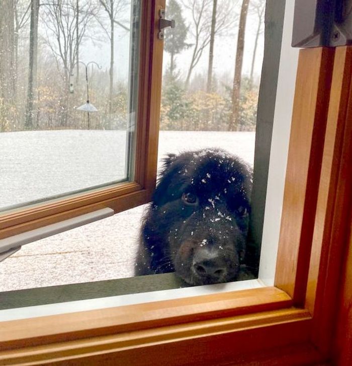 25 bichinhos fofos que simplesmente não conseguem viver sem seus humanos 2