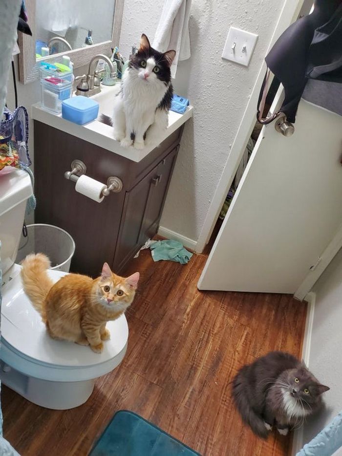 25 bichinhos fofos que simplesmente não conseguem viver sem seus humanos 3