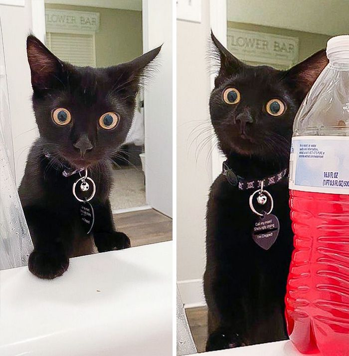 25 bichinhos fofos que simplesmente não conseguem viver sem seus humanos 5