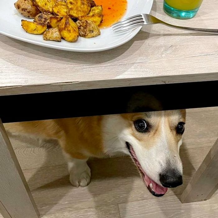 25 bichinhos fofos que simplesmente não conseguem viver sem seus humanos 6