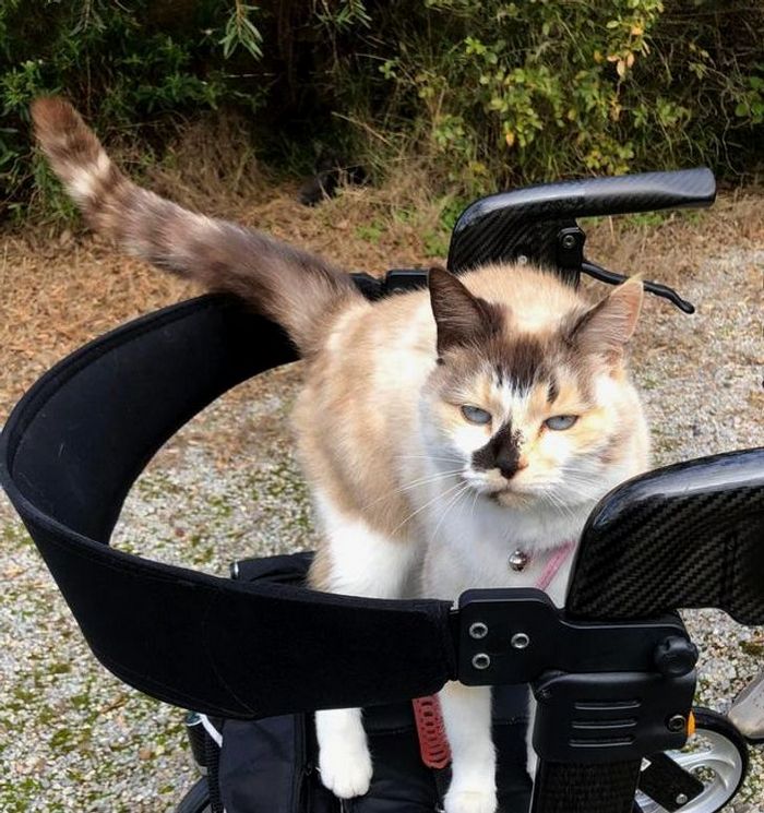 25 bichinhos fofos que simplesmente não conseguem viver sem seus humanos 8