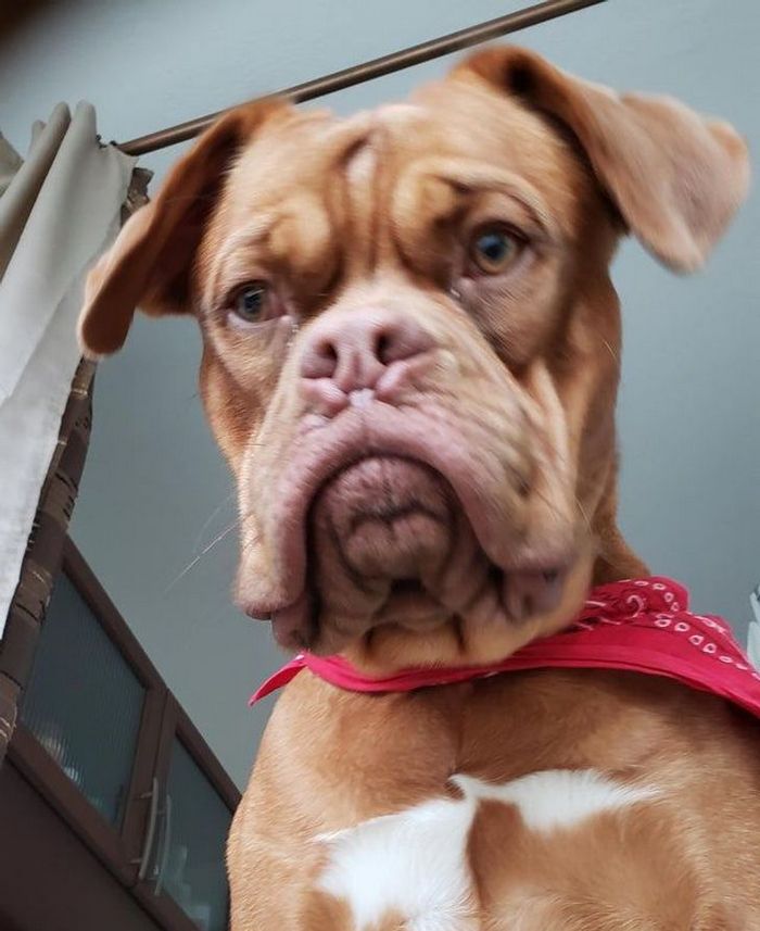 25 bichinhos fofos que simplesmente não conseguem viver sem seus humanos 9